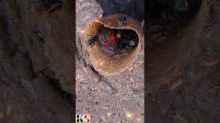 Ep15. Stingless bee |||วิธีการกำจัดของเสียของผึ้งชันโรงทำอย่างไร?|||#มาดูกัน