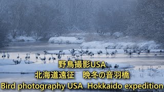 ロサンゼルスから晩冬の鶴居村音羽橋へ　Bird photography USA Hokkaido expedition #nikon #Zfc #鶴居村#4k#redcrownedcrane