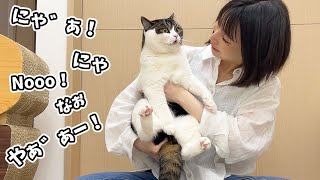 嫌すぎておしゃべりが止まらない息子猫にチュールをあげてみたw