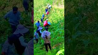 cleaning of wild plants in the corn garden #shorts