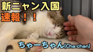 新ニャン入国速報【ちゃーちゃん】【保護猫カフェ】