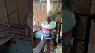 Watch how the monkey 🙈 drank a full bucket of water🙏🙏