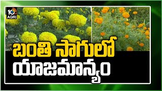 బంతి సాగులో యాజమాన్యం | Ball flower Cultivation Techniques | Matti Manishi | 10TV News