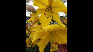 Lilia Trąbkowa Trumpet Lilium 🎺 'Golden Splendor' 💐 Zobacz jak wygląda 🌱 - CEBULE które KWITNĄ -