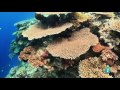 Grandes documentales -  El planeta bajo el agua  Arrecifes,