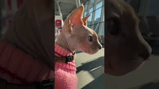 Pomeranian and Sphynx are flying to New York