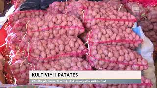 Kultivimi i patates/ Këshilla për fermerët e rinj që do të mbjellin këtë kulturë