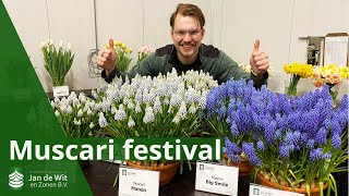 Muscari festival at Jan de Wit en Zonen | Flower Tour | Muscari pots