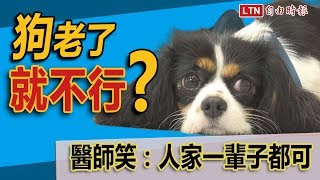 狗老了就會沒慾望？關於狗發情牠比你想的還厲害