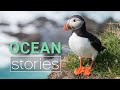 Seabird SOS: Puffins in Peril | Ocean Stories