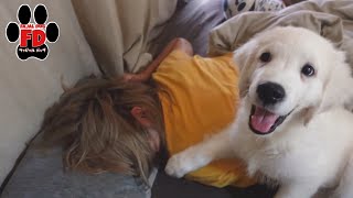 子犬に起こされたい理想がある方はこの動画をご覧下さい。英国ゴールデンレトリバー子犬