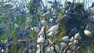 022-OMG Amazing place -Morning Feast: Numerous Birds Feeding a Hungry Baby Bird with Care .