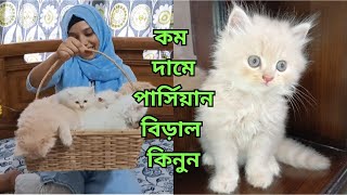 অনেক কম দামে পার্সিয়ান বিড়াল কিনুন | Persian Cat Price In BD | Persian Kitten For Sale