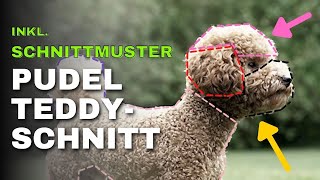 [POV] Pudel Teddyschnitt Gesicht inkl Schnittmuster - Hobby Grooming Tutorial - Pudel Kopf schneiden