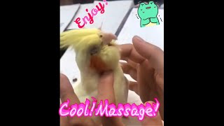 Massage!Pikachu the cockatiel being massaged right now 玄凤鹦鹉皮卡丘享受按摩