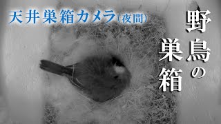 【夜間】 抱卵2日目 🥚×10  シジュウカラの巣箱  天井巣箱カメラ 野鳥 2023/04/30(夜)～05/01(朝) Bird Nest Box Live Camera