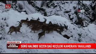 Kardelen TV | SÜRÜ HALİNDE GEZEN DAĞ KEÇİLERİ KAMERAYA YAKALANDI