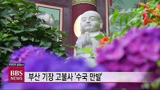 [BBS 뉴스]  [영상뉴스] 부산 사찰은 ‘여름 꽃’ 수국의 향연