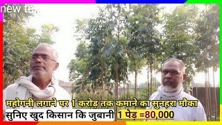 Mahogany |महोगनी का पौधा |महोगनी कि खेती |Mahogany tree plantation|Mahogany tree price