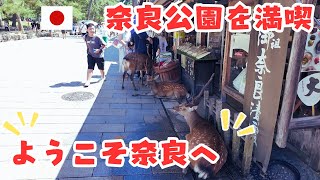 外国人観光客に人気の奈良公園を歩く 東大寺参道 奈良観光 nara deer park