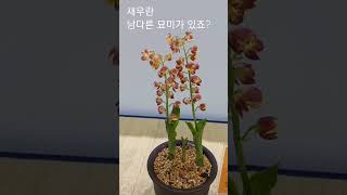 난초의 종류는 다양 합니다.