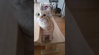 おかえり！と喜び方が可愛い猫