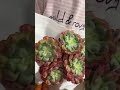 雨滴 手捧花 老桩 多肉植物 succulents