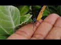 betv monarch butterflies danaus plexippus insect and calotropis gigantea crown flower plant