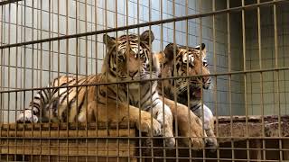 仲良しさん❣️ ヒューイとアースとサーシャのアムールトラ🐯きょうだい　浜松動物園　2022年11月6日