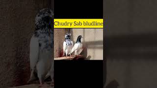 chudry sakhi batti Sab bludline,#pigeon ,#kabutarbazi #youtubeshort #youtube #youtubevideos #lakwa#