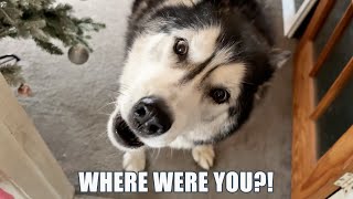 Talking Husky Demands To Know Where I Went!