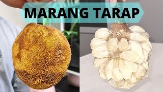 Tropical Exotic Fruit Review : Tarap Marang