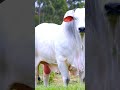 jay gaumata cow ytshorts gaumata