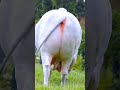 jay gaumata cow ytshorts gaumata