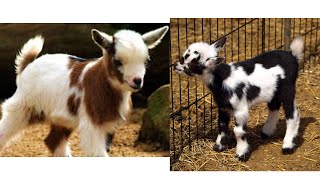 Baby Goat Sound Videos|| Cute Goat Playing Compilation || Funny and cute baby Goat Compilations