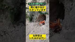 【大久野島】巣穴にエサの投げ入れはうさぎ達の為にヤメテください。