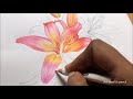 lily flowers drawing in colors pencils flower drawing camlin triangular color pencils