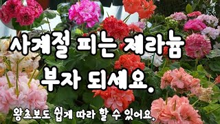 사계절 피는 제라늄 부자 되세요. 왕초보도 따라 할 수 있어요.