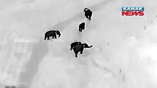 Thermal Drone Camera Eyeing On Herd Of 15 Elephants In Athagarh Leaving Farmers In Distress, Update