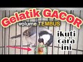 TIPS MERAWAT GELATIK BATU AGAR CEPAT GACOR