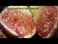 fig pollination and fig wasp life cycle blastophaga psenes all you need to know.