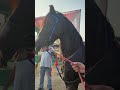 stallion vakil at muktsar horse fair 2025