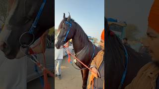 Stallion Vakil at Muktsar Horse Fair 2025