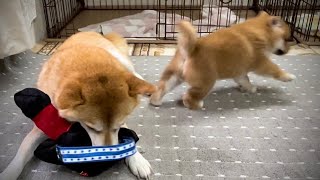 柴犬子犬笑太郎が楽しすぎて1人大運動会になりましたw