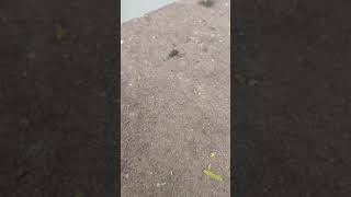 Ant Life Style || Worker Ants at Work || Ants Carrying Food || Soldier Ants #ants #antscolony #wfh