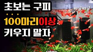 초보는 구피 100마리이상 키우지 말자/구피 과밀사육 주의점