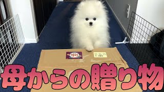 【開封動画】実家の母から届いた荷物に高まるポメラニアン