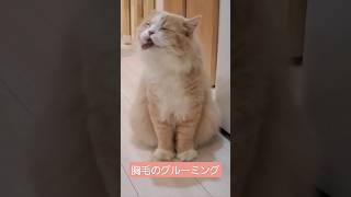 chest hair grooming #scottishfold #cat #scottishstraight #スコティッシュフォールド