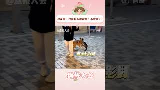 狸花猫：打听打听谁是爹！不服就干！ #狸花猫  不愧是猫界战力天花板！#国外  #搞笑  #萌宠成精了  #猫咪的迷惑行为  #小猫 #cat #萌宠