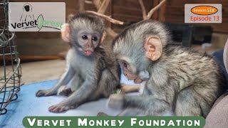 Two Orphan baby monkeys 🐒arrive, while other orphans meet their new foster moms